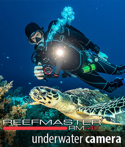 SeaLife Underwater Cameras  Best Underwater Digital Camera & Lighting