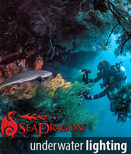 https://www.sealife-cameras.com/wp-content/uploads/2023/03/sea-dragon-lights-425x500-1-0x0.jpg