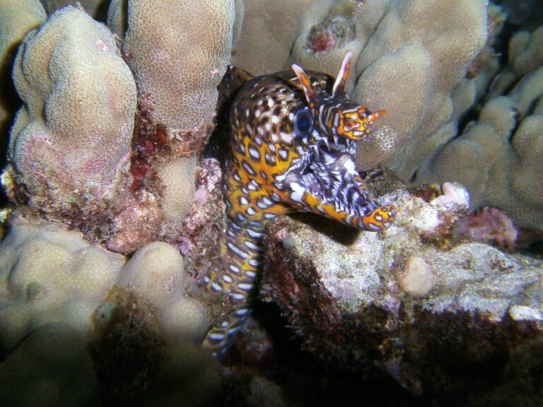 Christopher-Hurst-DC1400-Dragon-Moray-Eel-1-scaled