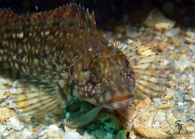 Stacy-Groff-Blenny-Gallery