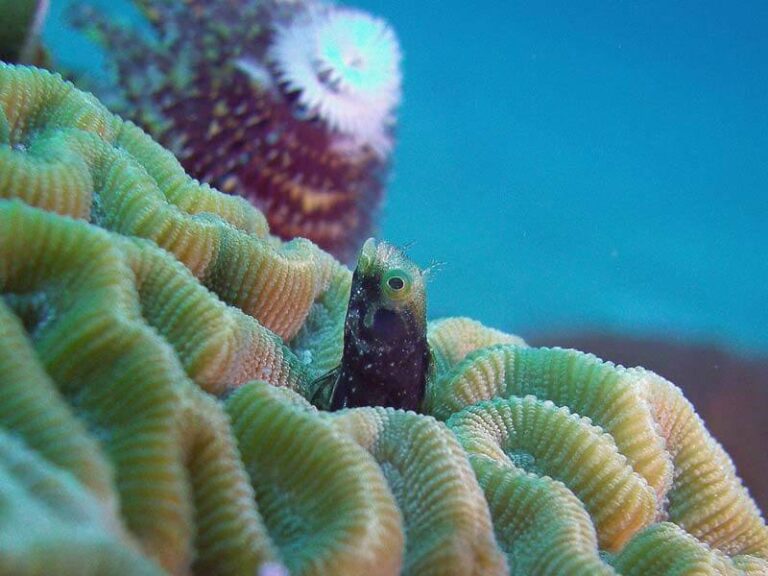 sealife-dc1400-underwater-camera-blenny2-bharms-medium