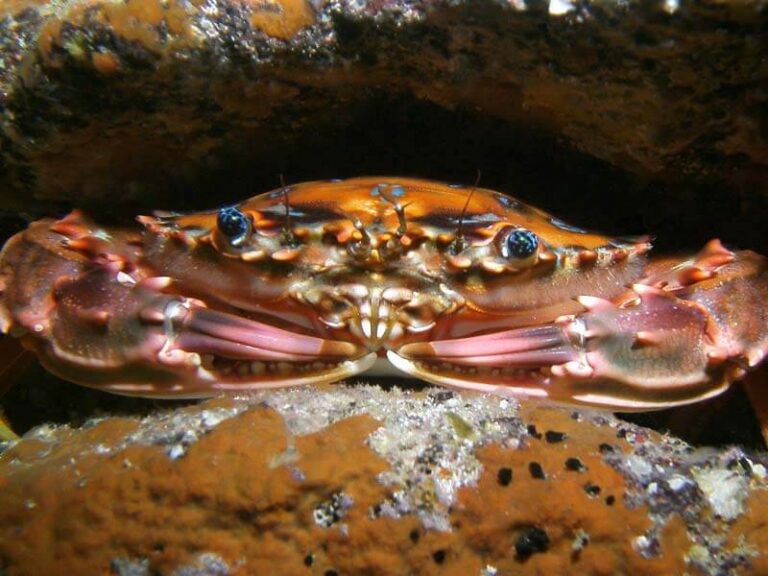 sealife-dc1400-underwater-camera-crab-bfackler-medium