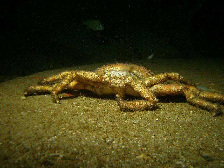 sealife-dc1400-underwater-camera-crab-llogan-medium