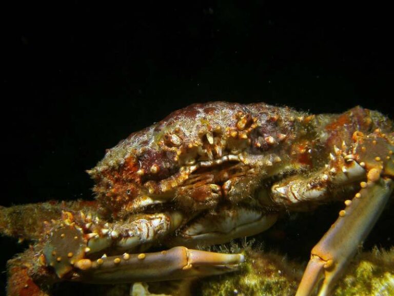 sealife-dc1400-underwater-camera-crab-vphan-medium