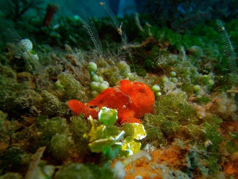 sealife-dc1400-underwater-camera-frogfish-DGeary-medium