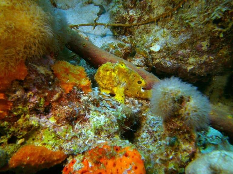 sealife-dc1400-underwater-camera-frogfish-jwall-medium