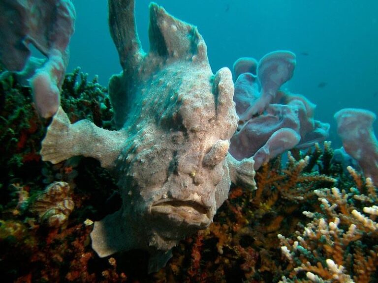 sealife-dc1400-underwater-camera-frogfish2-DGeary-medium