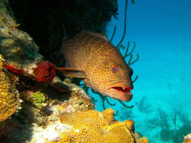 sealife-dc1400-underwater-camera-grouper-IGolio-medium