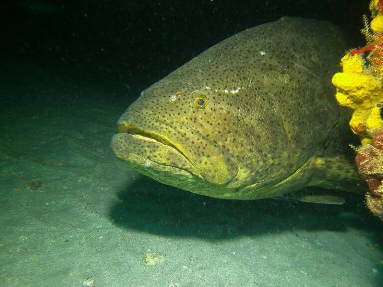 sealife-dc1400-underwater-camera-grouper-llogan-medium