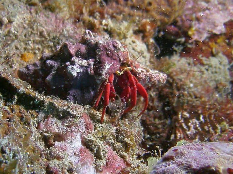 sealife-dc1400-underwater-camera-hermit-crab-bharms-medium