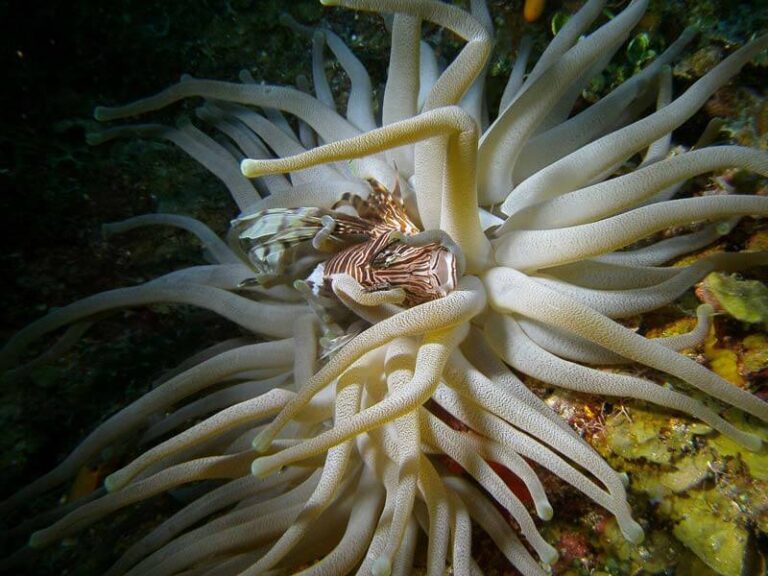 sealife-dc1400-underwater-camera-lionfish-vphan-medium