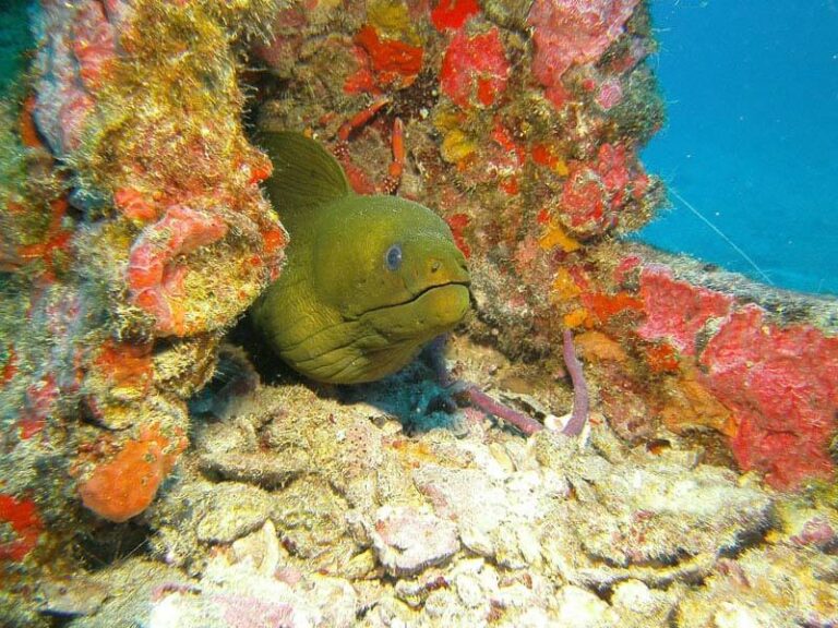 sealife-dc1400-underwater-camera-moray-eel-fpurdon-medium