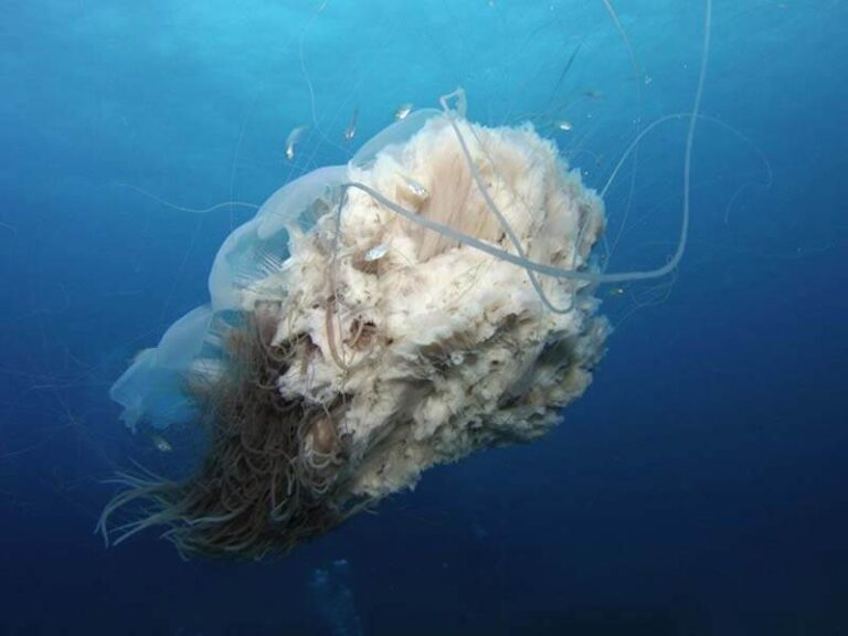 sealife-micro-hd-underwater-camera-jellyfish_1