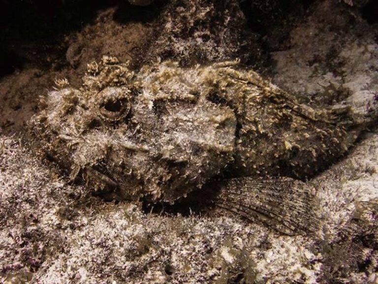 sealife-micro-hd-underwater-camera-scorpionfish_big