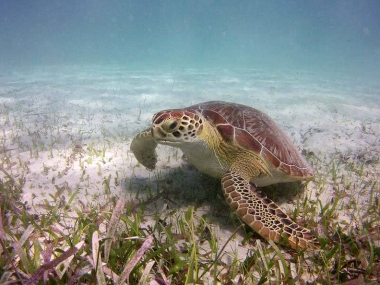 sealife-micro-hd-underwater-camera-turtle-yavorsky-medium