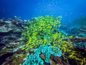 school of fish on reef