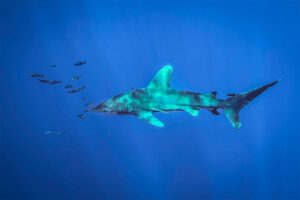 shark and fish, blue background